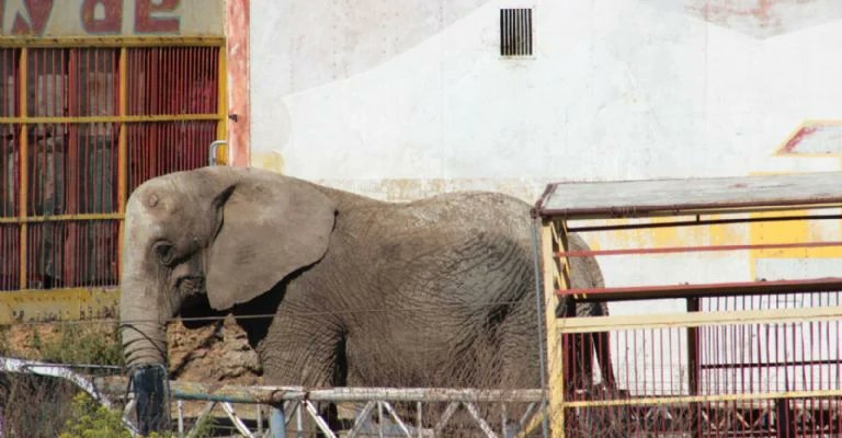 Rescatan a Annie, elefanta maltrada, en Jalisco