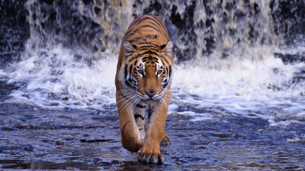 Hallan tigre decapitado en el EDOMEX