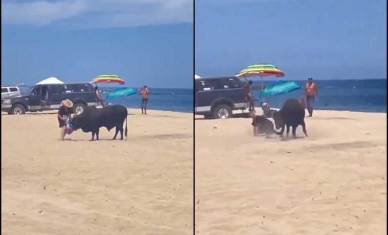 Toro embiste a mujer en playa de Baja California