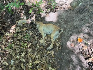 Envenenan a 20 perros en Analco, Ixtacuixtla