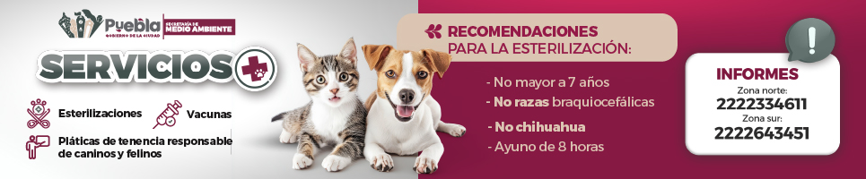 BANNERS_animales_965X200