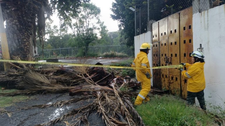 Gobierno de Pepe Chedraui atiende incidencias por lluvias y vientos