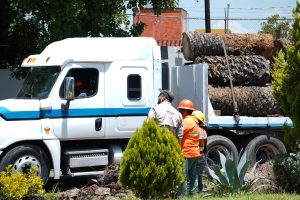Suma Gobierno de Pepe Chedraui colaboración con Africam Safari para dar segundo uso a troncos de palmeras retiradas en La Paz